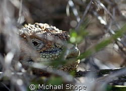 Land Iguana hidden in the bushes on one of the islands in... by Michael Shope 